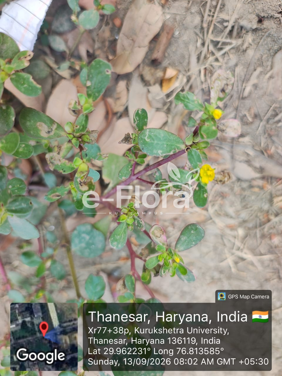 Read more about the article Portulaca oleracea L.