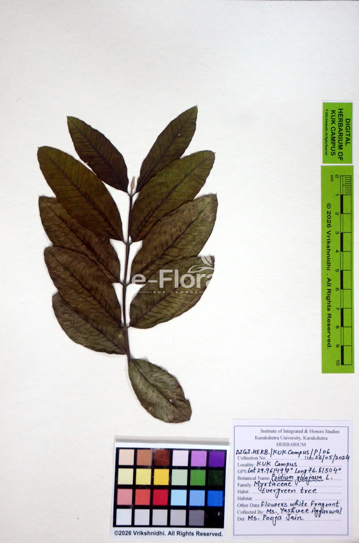 You are currently viewing Psidium guajava