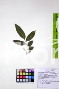 Putranjiva roxburghii
