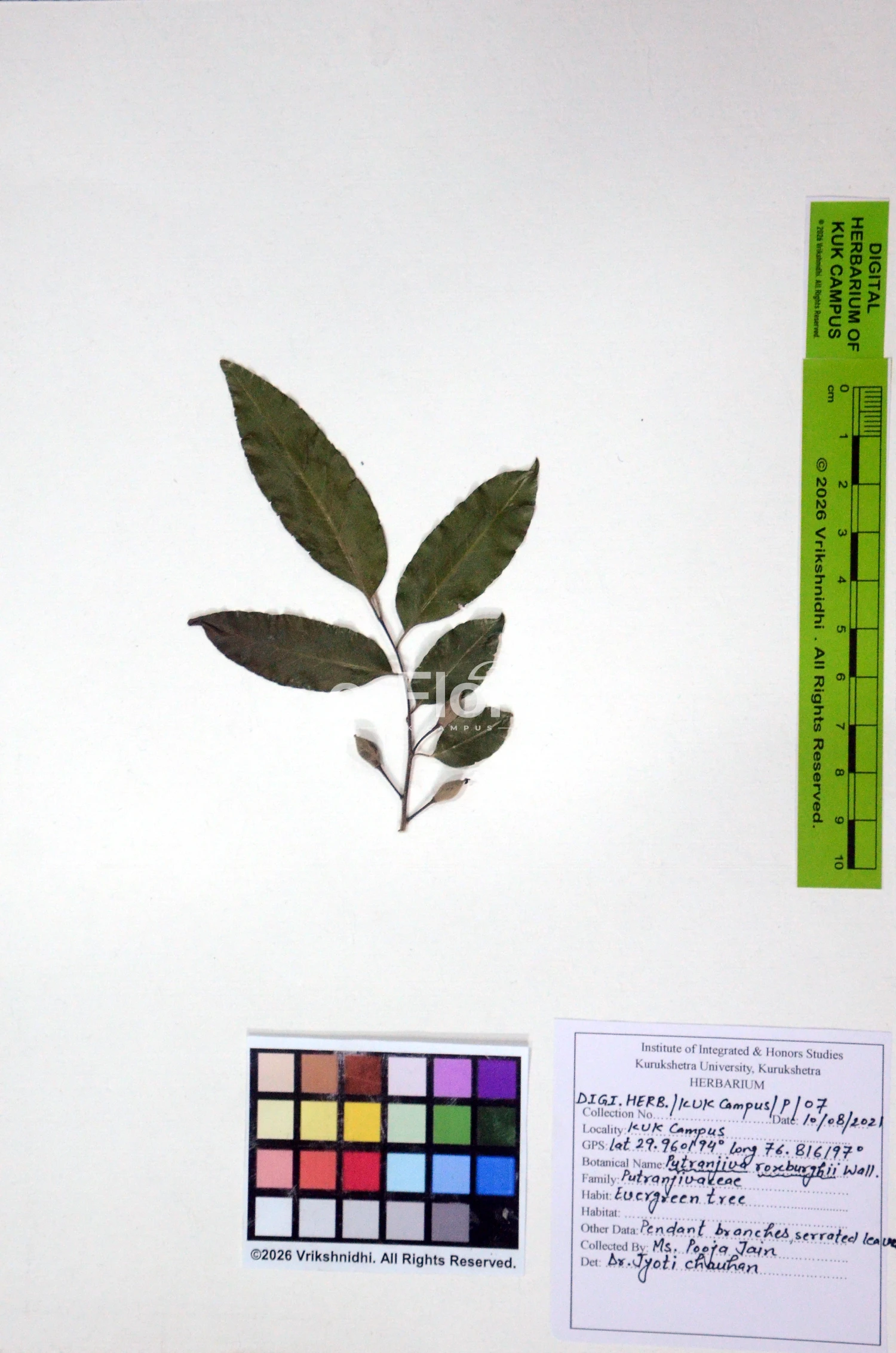 You are currently viewing Putranjiva roxburghii