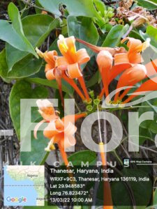 Read more about the article Pyrostegia venusta (Ker Gawl.) Miers