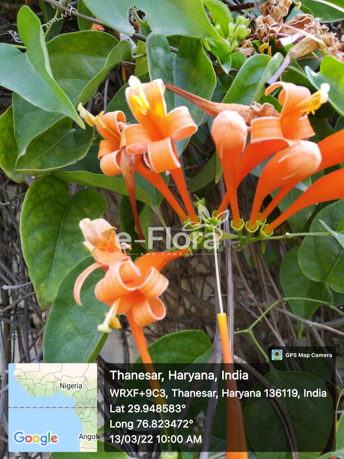 You are currently viewing Pyrostegia venusta (Ker Gawl.) Miers