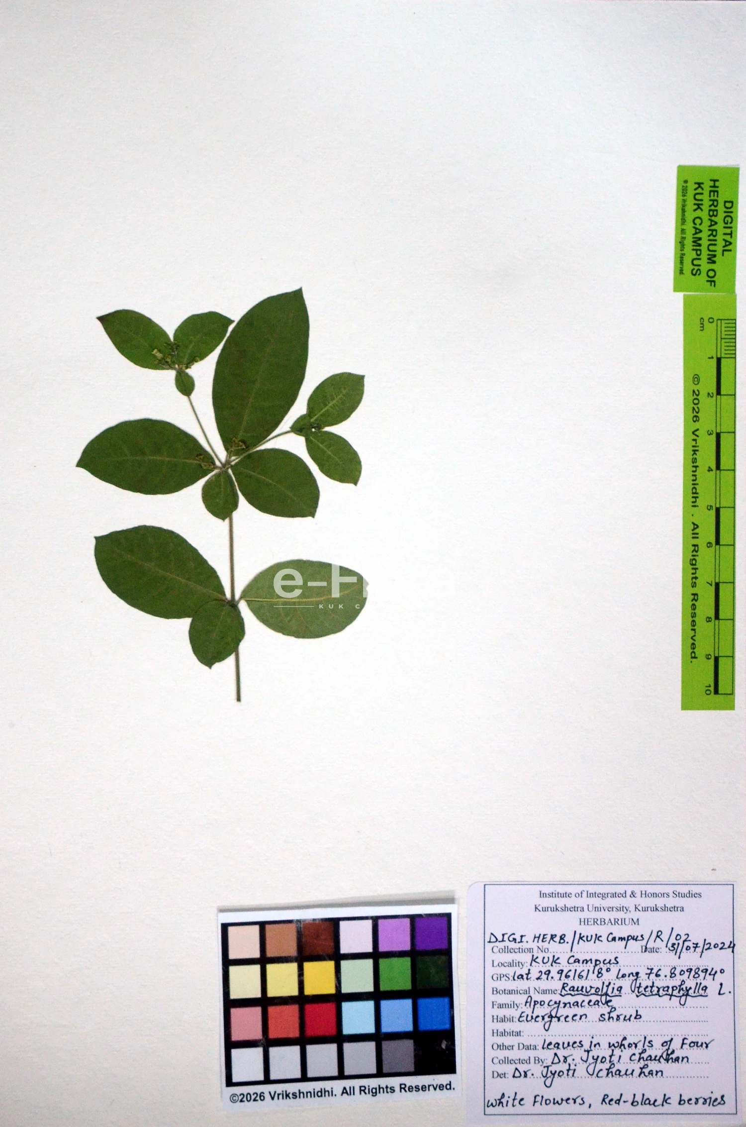 You are currently viewing Rauvolfia tetraphylla