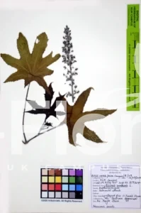 Ricinus communis