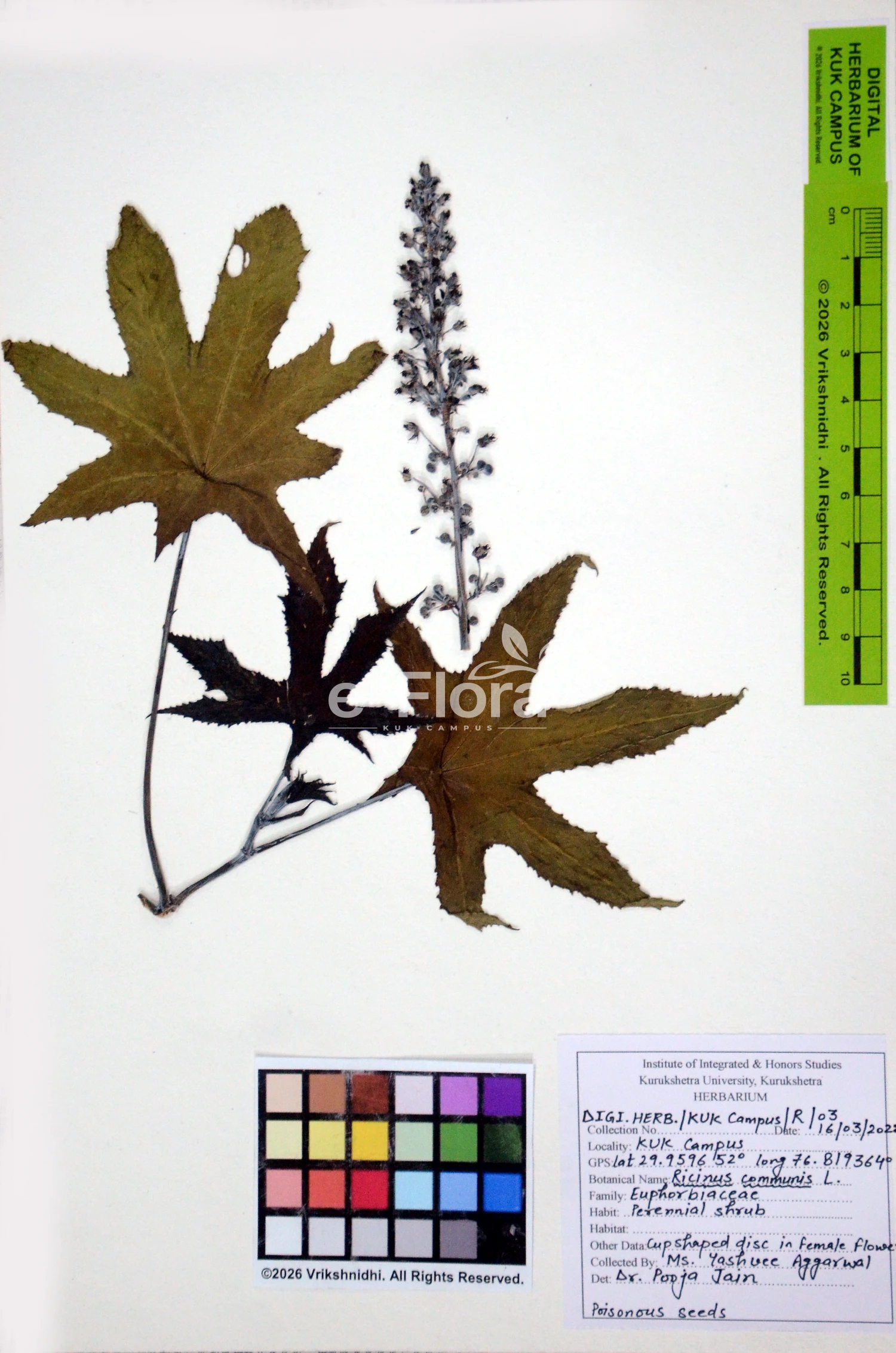 You are currently viewing Ricinus communis