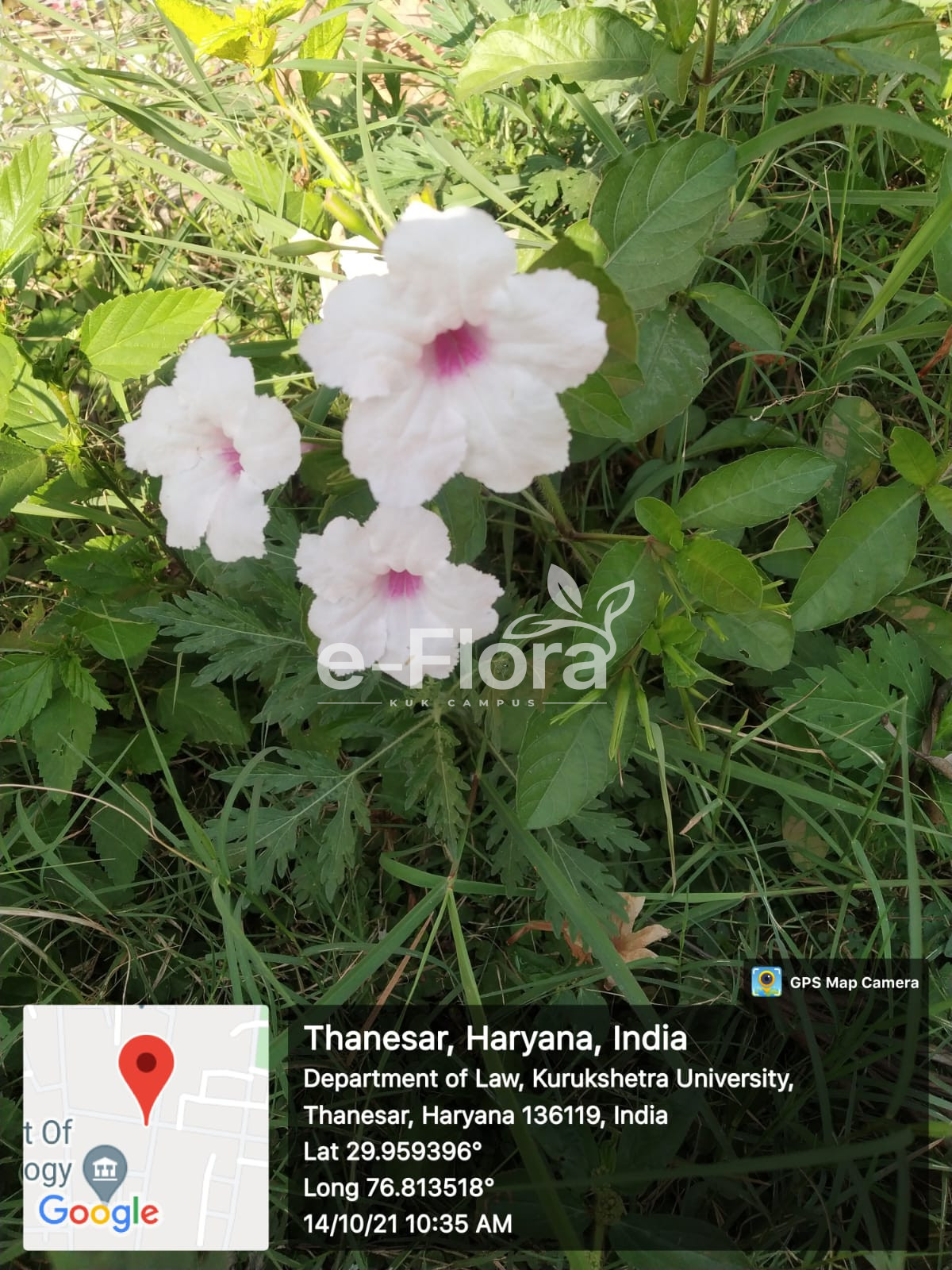 Read more about the article Ruellia tuberosa L.