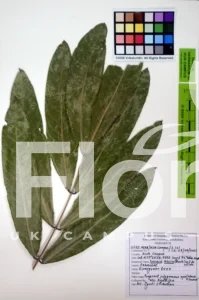 Saraca asoca