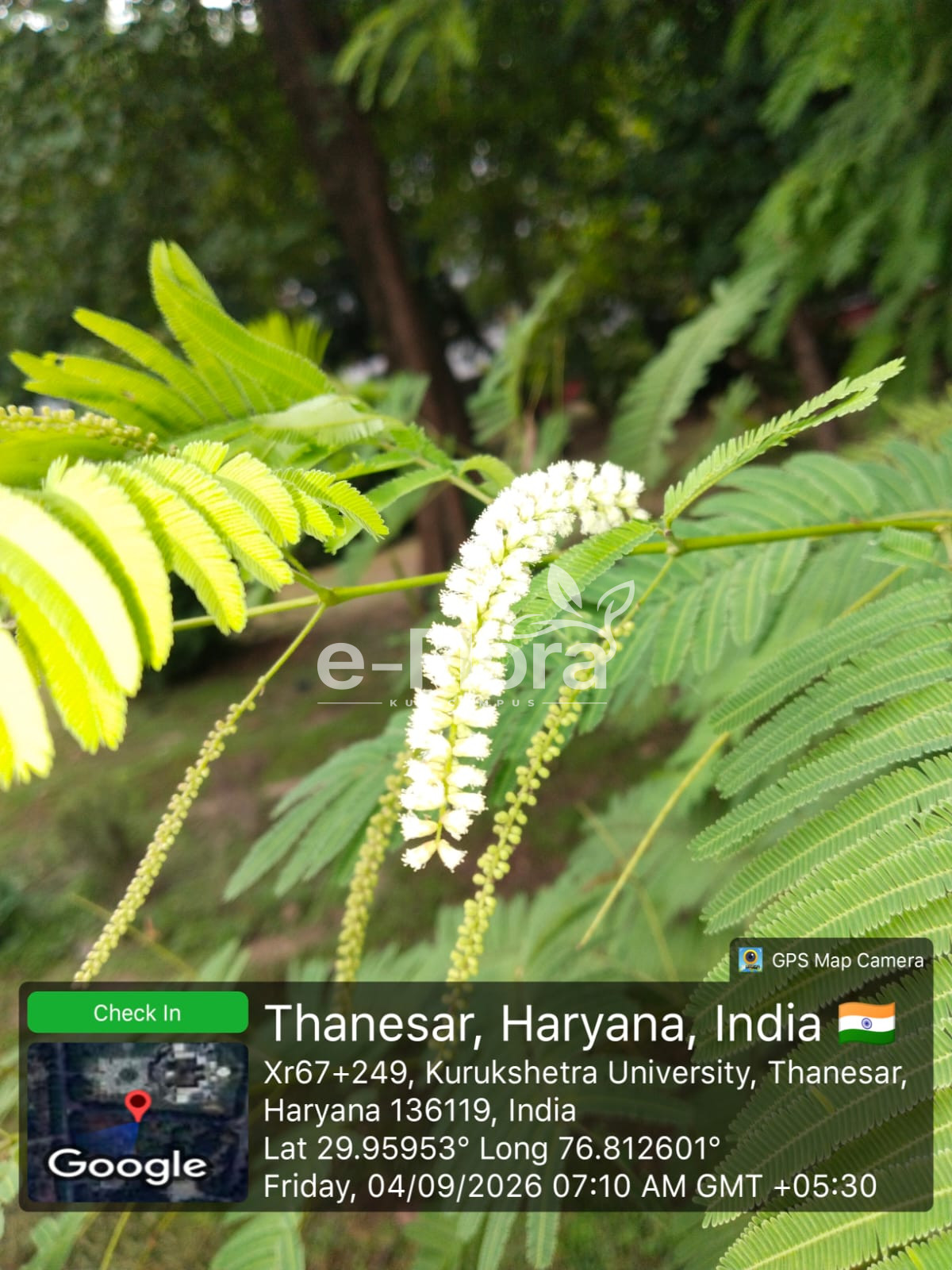 You are currently viewing Senegalia catechu (L.f.) P.J.H.Hurter & Mabb.