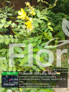 Read more about the article Senna occidentalis (L.) Link