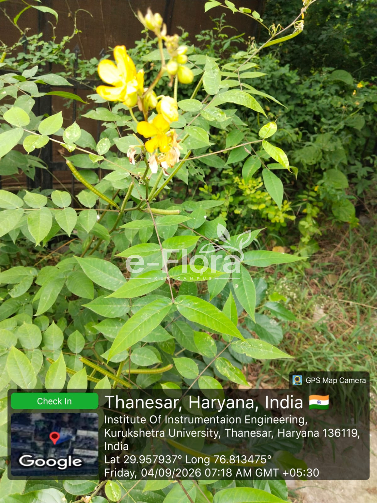 You are currently viewing Senna occidentalis (L.) Link