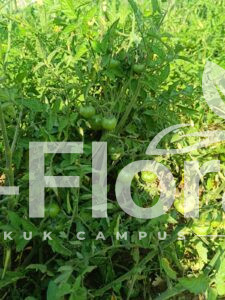Read more about the article Solanum lycopersicum L.