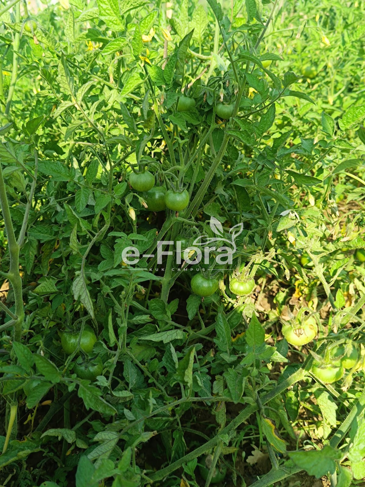 You are currently viewing Solanum lycopersicum L.