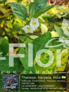 Read more about the article Solanum melongena L..