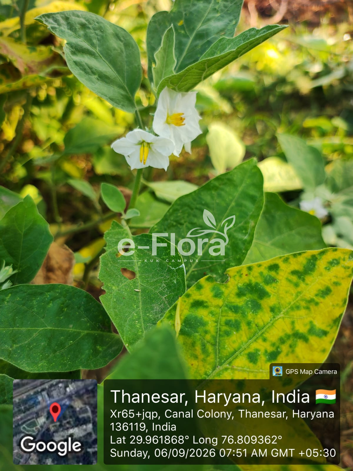 You are currently viewing Solanum melongena L..