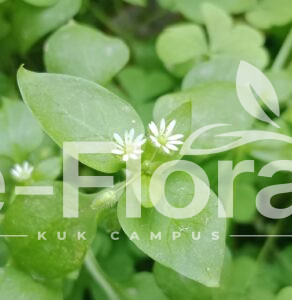 Read more about the article Stellaria media (L.) Vill.