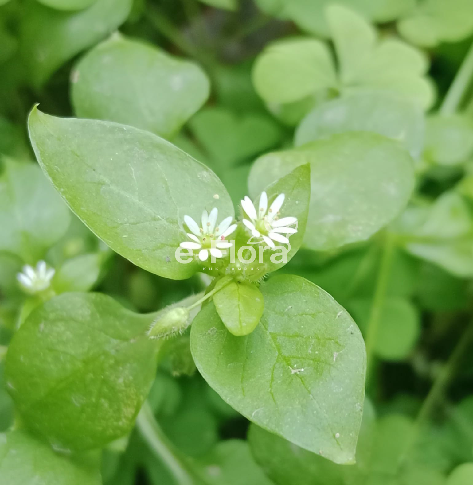 Read more about the article Stellaria media (L.) Vill.