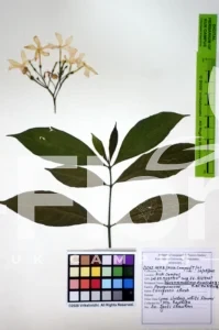 Tabernaemontana divaricata