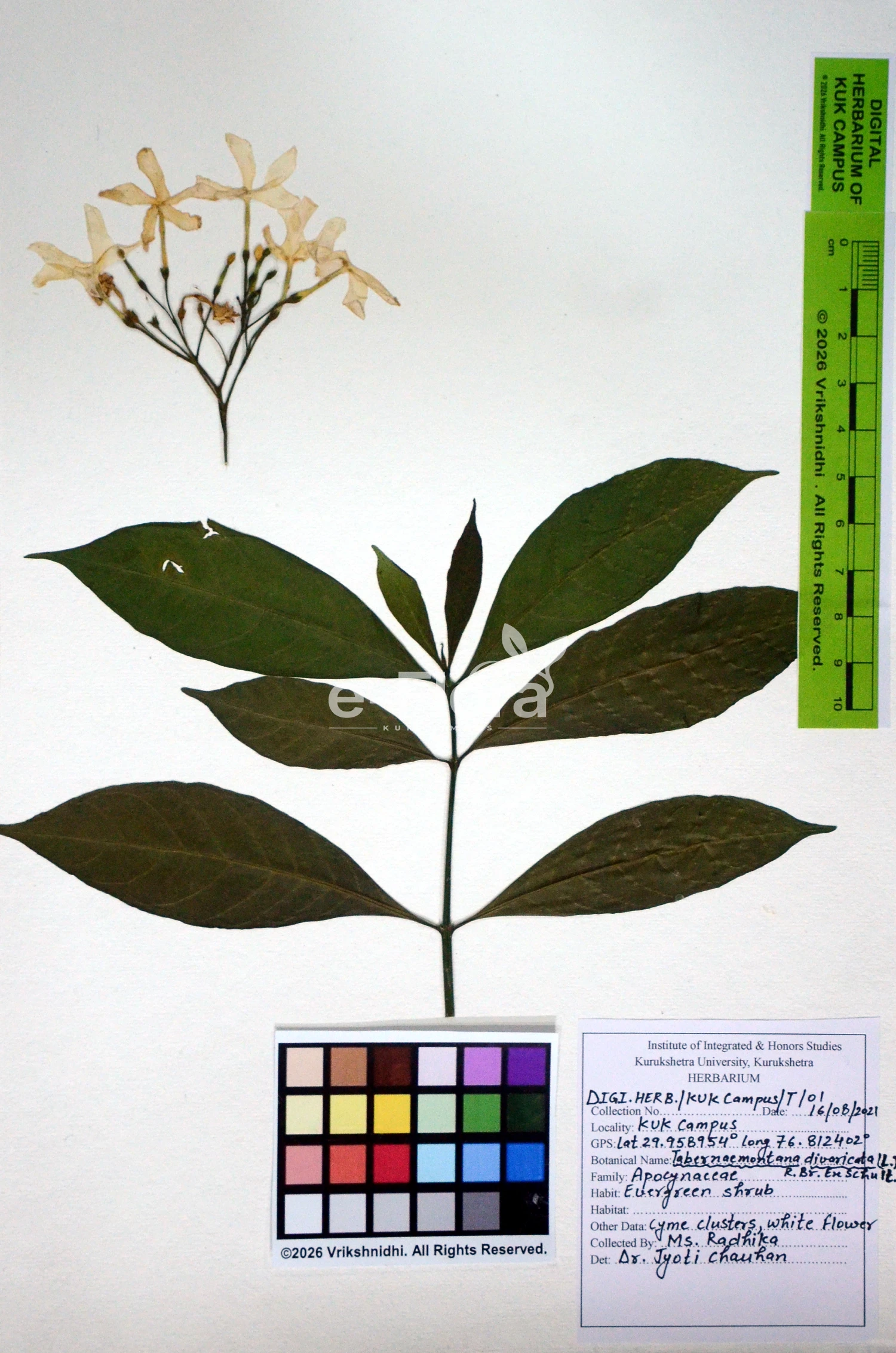 You are currently viewing Tabernaemontana divaricata