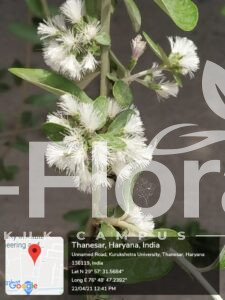 Read more about the article Tarlmounia elliptica (DC.) H.Rob., S.C.Keeley, Skvarla & R.Chan
