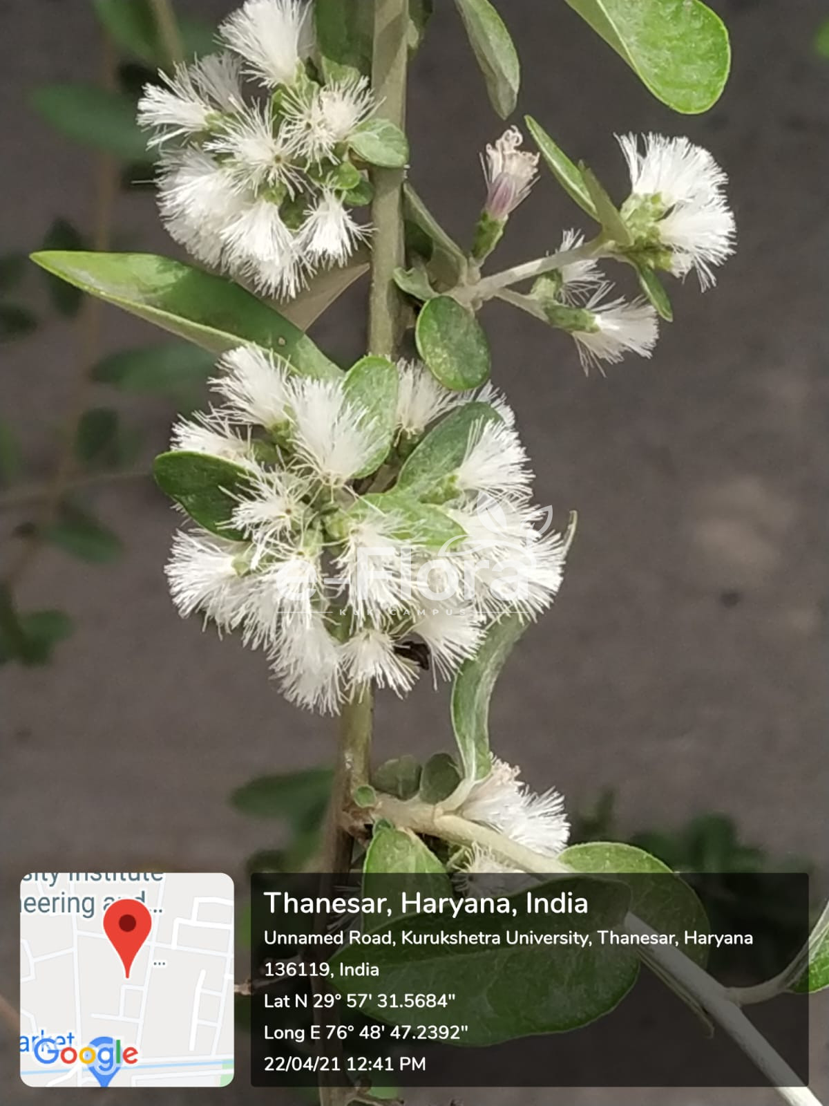 You are currently viewing Tarlmounia elliptica (DC.) H.Rob., S.C.Keeley, Skvarla & R.Chan