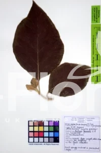 Tectona grandis