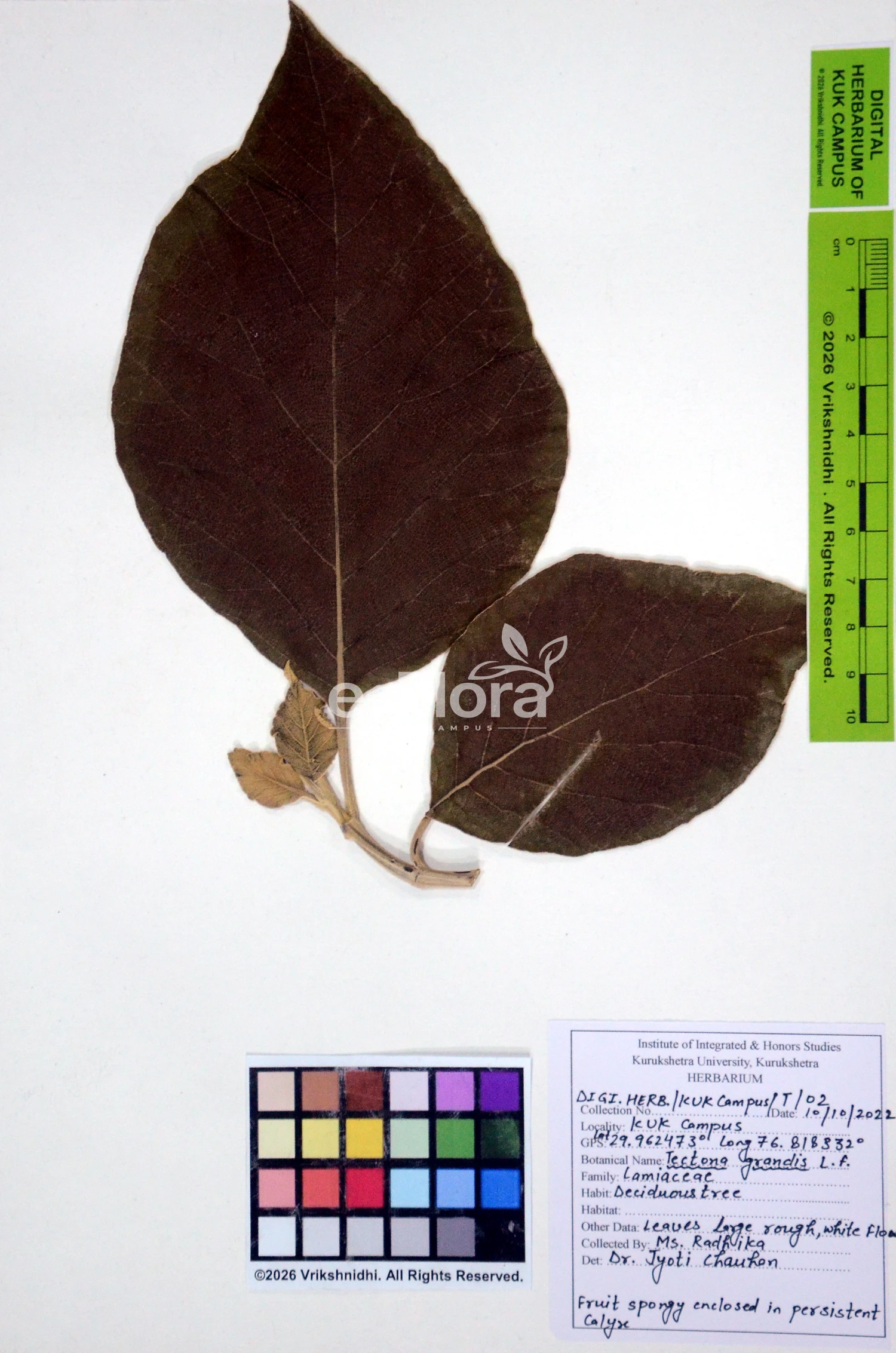 You are currently viewing Tectona grandis