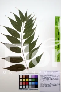 Toona ciliata