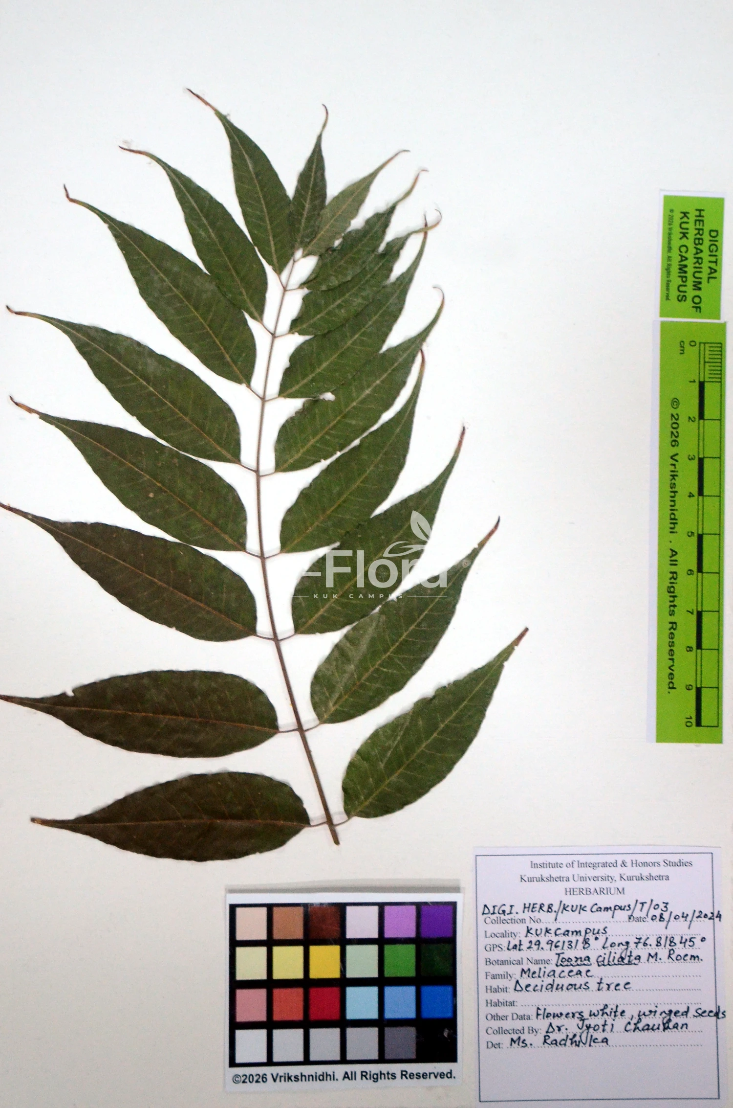 You are currently viewing Toona ciliata