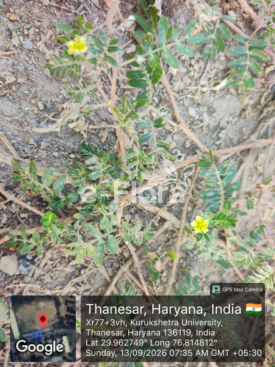 Read more about the article Tribulus terrestris L.