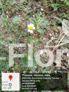 Read more about the article Tridax procumbens L.