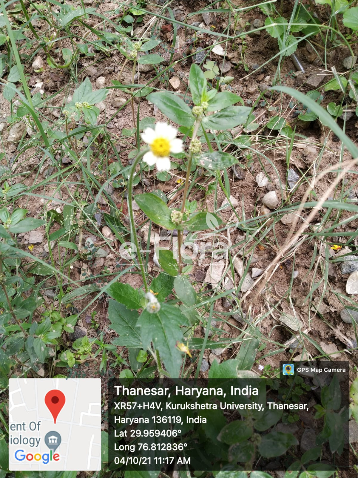 You are currently viewing Tridax procumbens L.