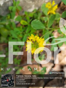 Trifolium campestre Schreb.