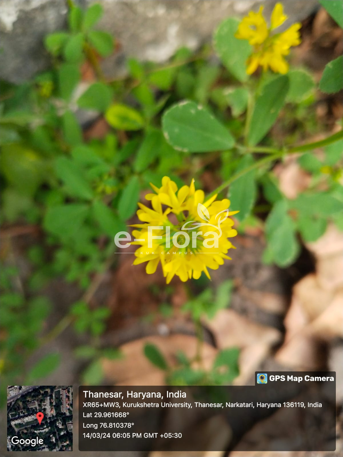 Read more about the article Trifolium campestre Schreb.