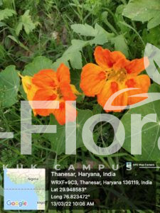Tropaeolum majus L.