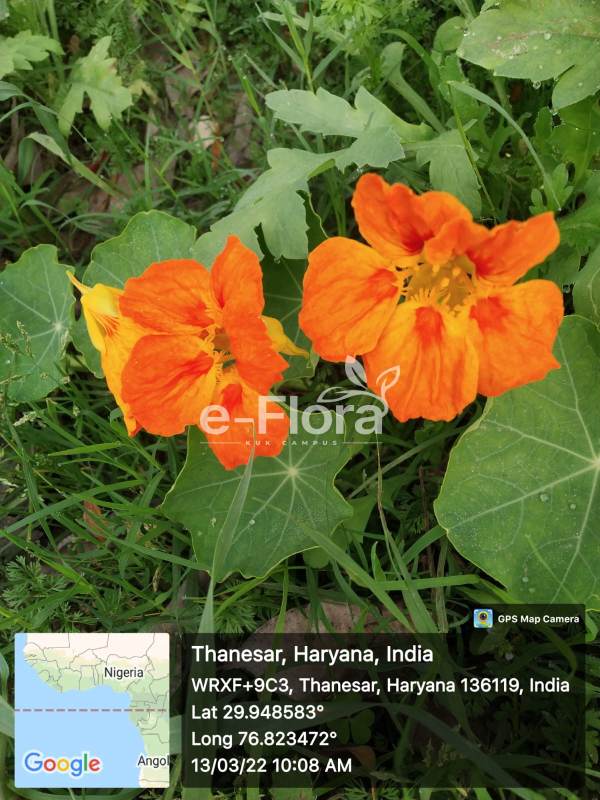 You are currently viewing Tropaeolum majus L.