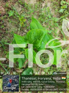 Read more about the article Typhonium trilobatum (L.) Schott