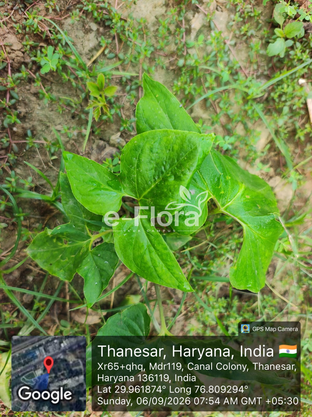 You are currently viewing Typhonium trilobatum (L.) Schott