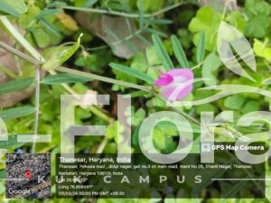 Vicia sativa L.