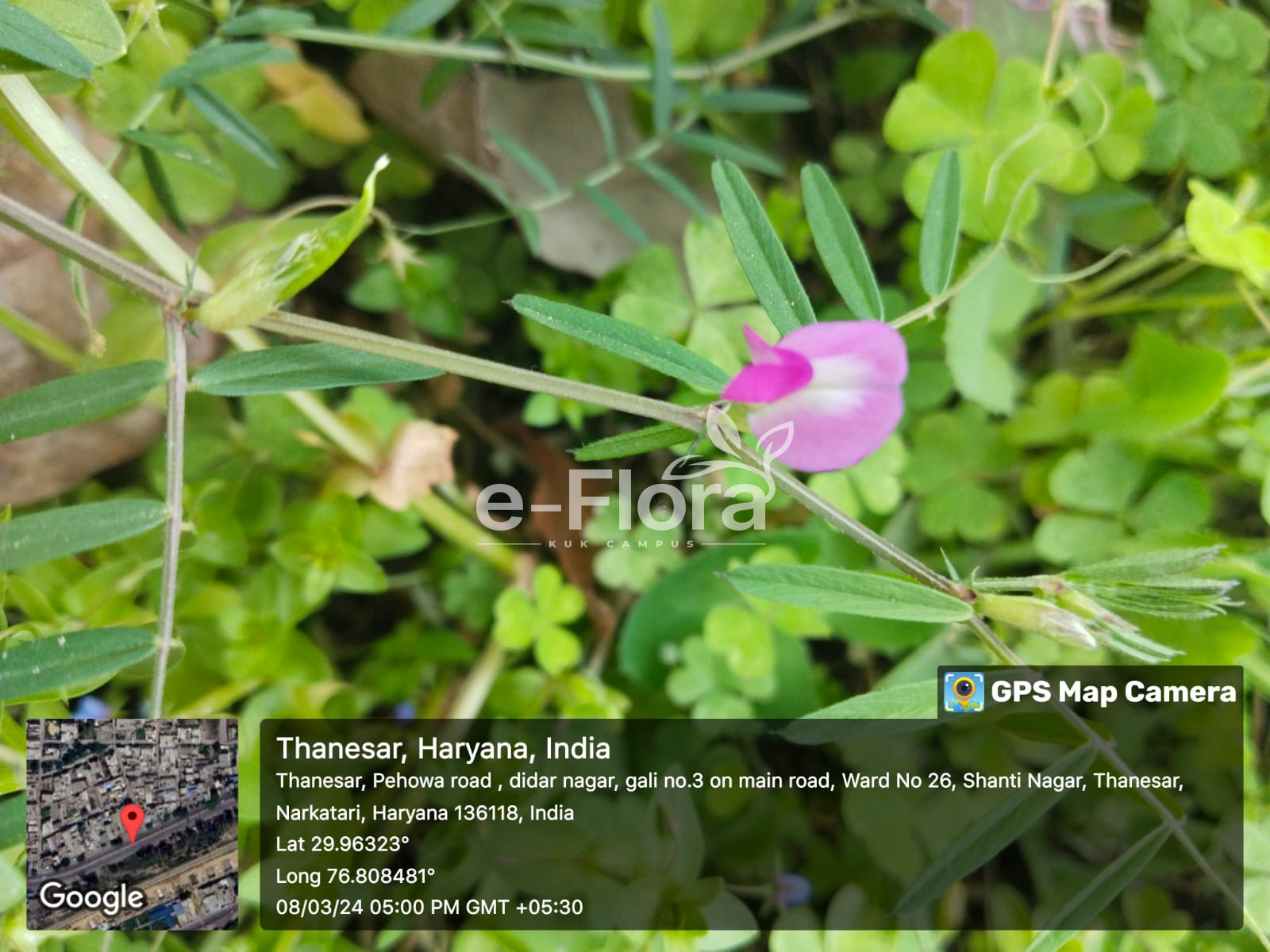Read more about the article Vicia sativa L.