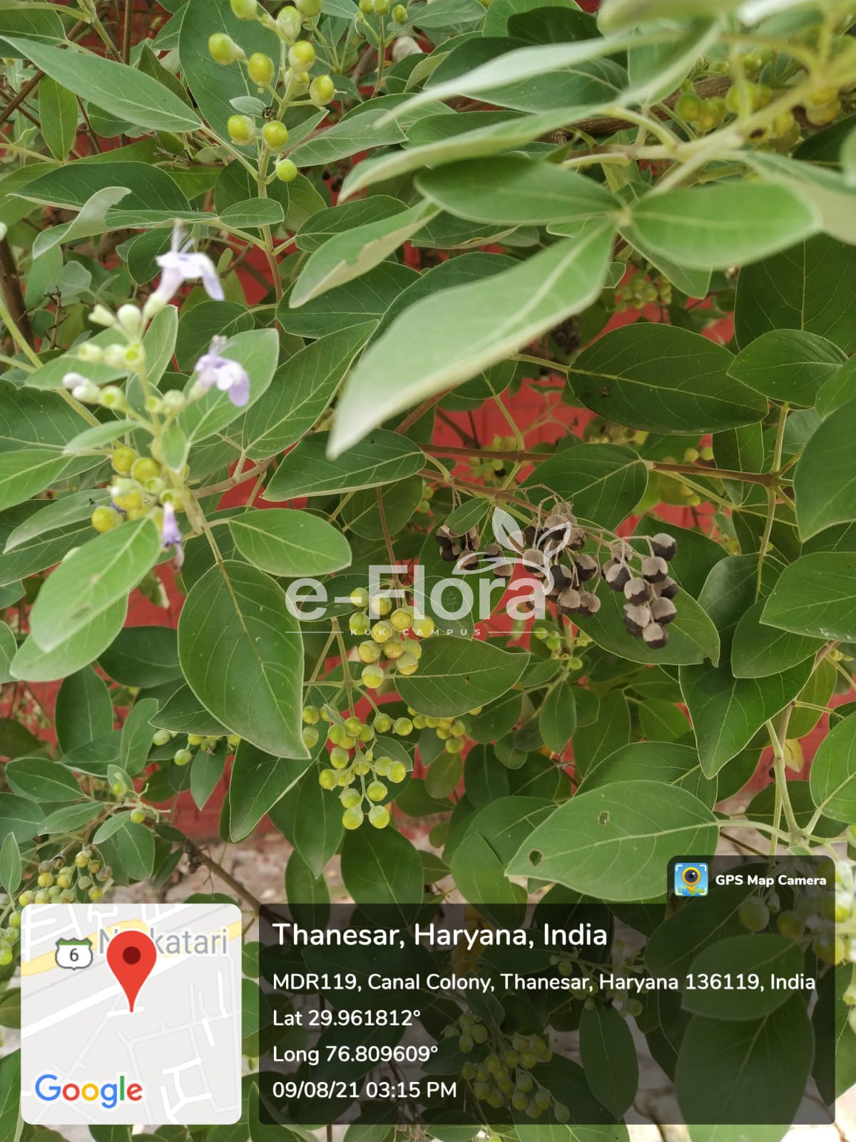 Read more about the article Vitex trifolia L.