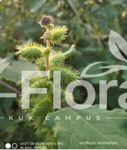 Read more about the article Xanthium strumarium L.