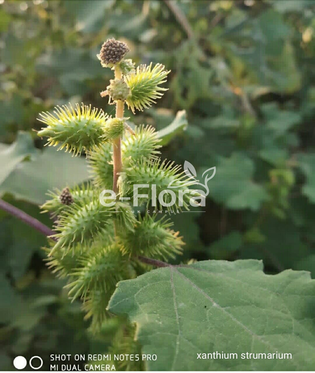 You are currently viewing Xanthium strumarium L.