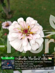 Read more about the article Zinnia elegans Jacq.