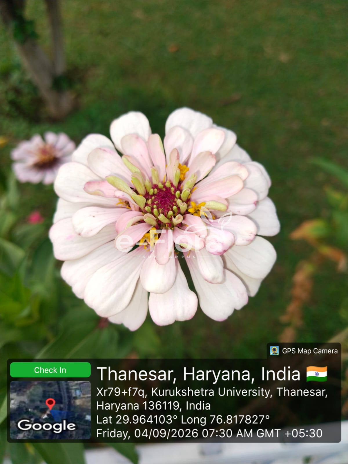 You are currently viewing Zinnia elegans Jacq.